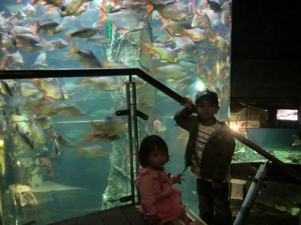 klcc aquaria