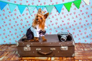 8 Tips for Traveling with Your Dog