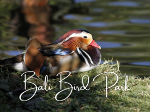 Bali Bird Park | Bali Travel Tips for Budget Travelers