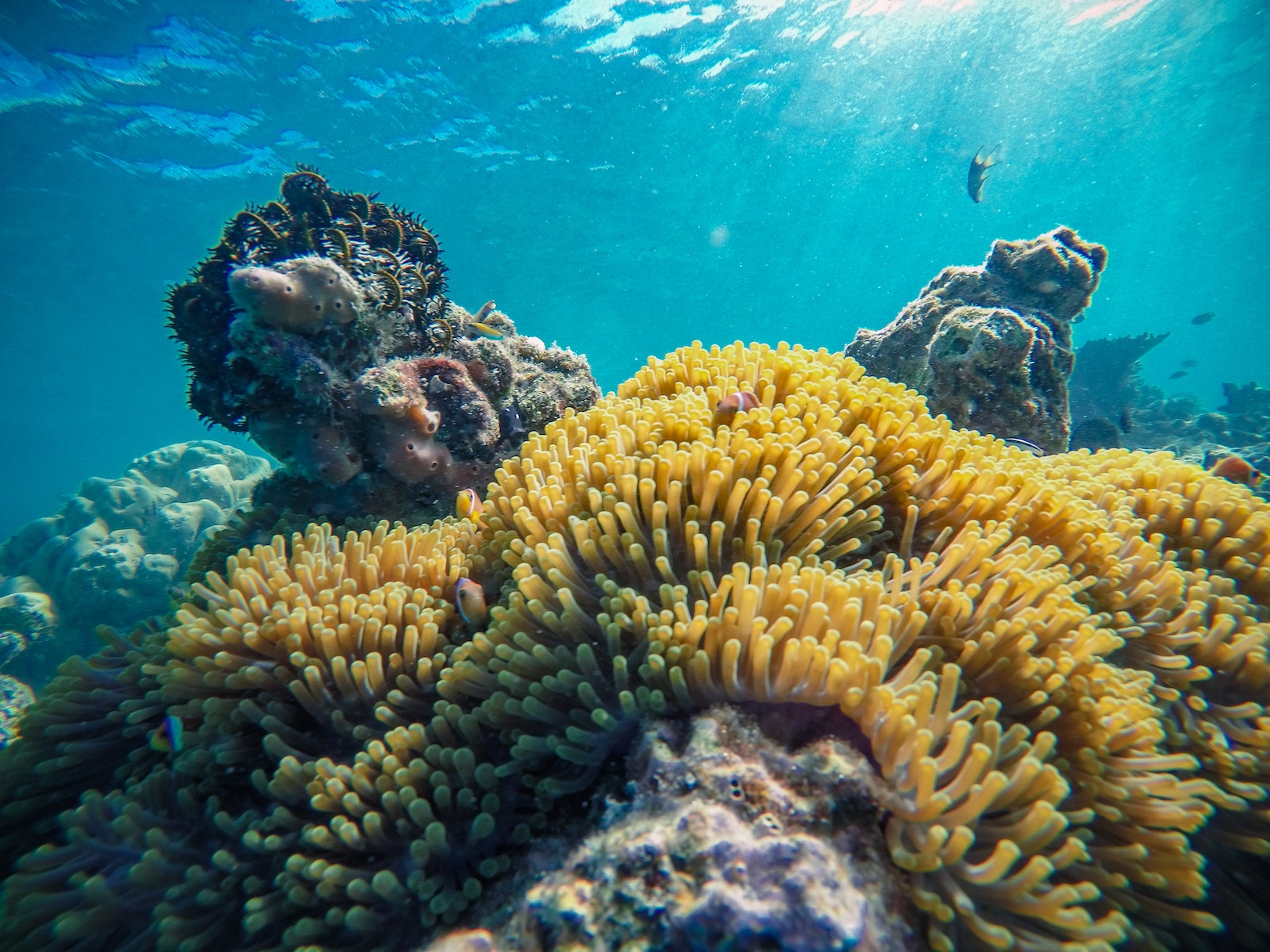 The Great Barrier Reef Shoals