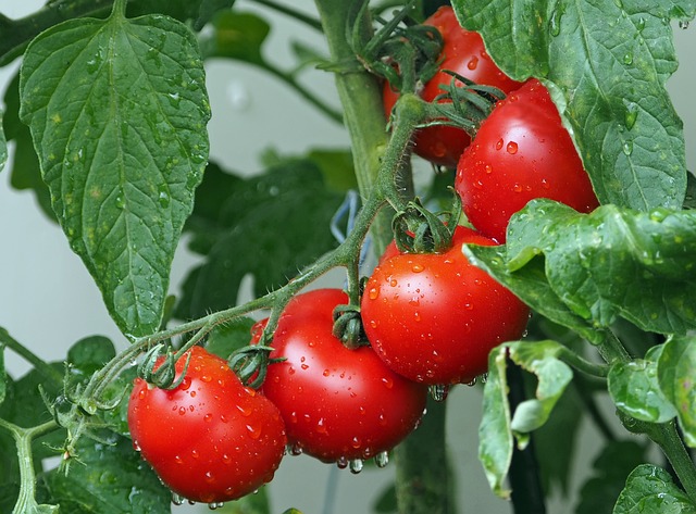 fun facts of Tomato